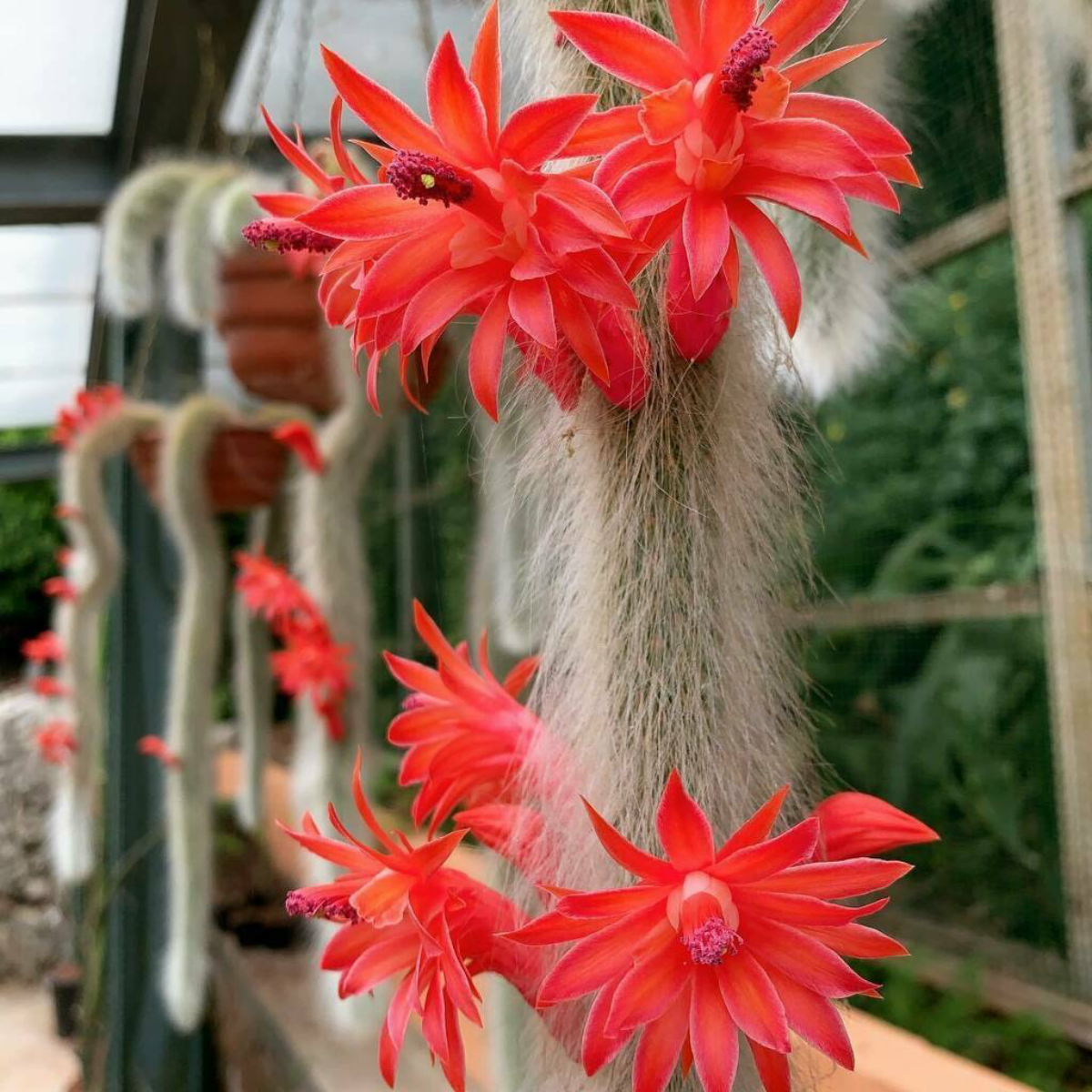 monkey tail with red flowers