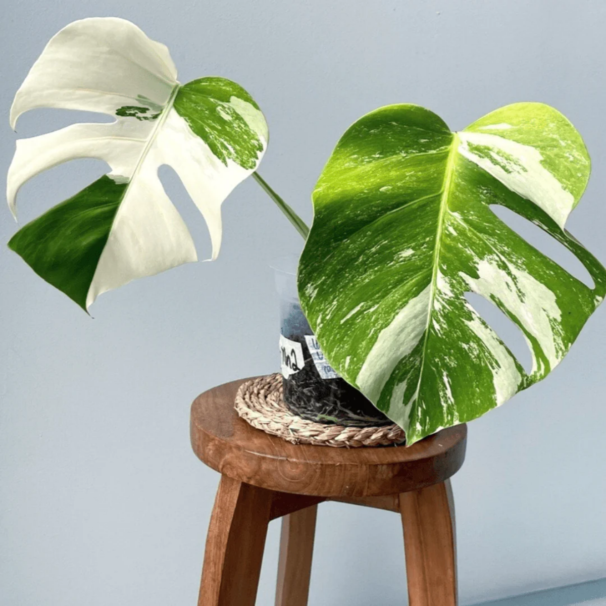 monstera plant at home