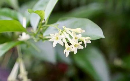night blooming jasmine plant with white flowers