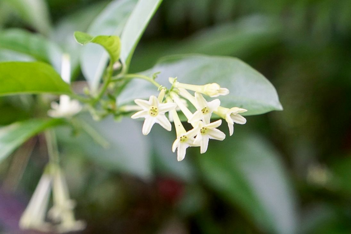 night blooming jasmine plant with white flowers