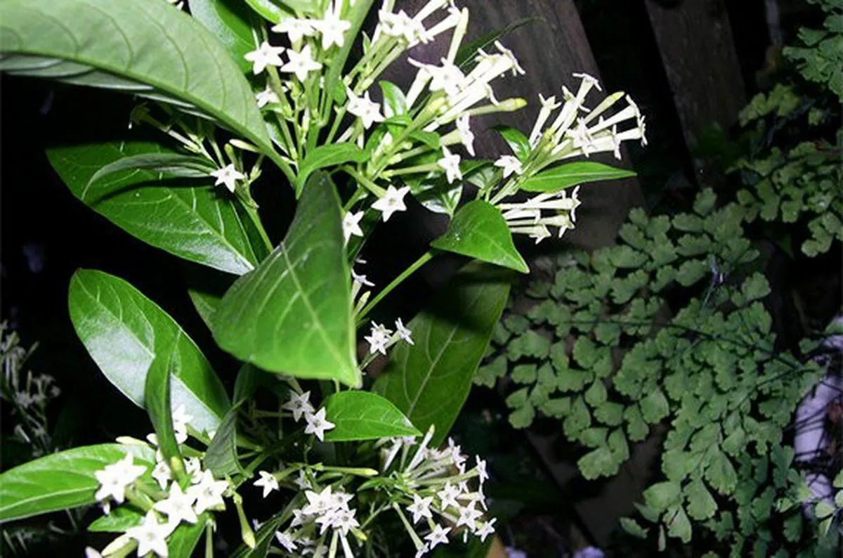 night blooming jasmine plant