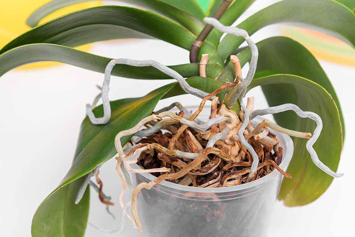 orchid roots in pot