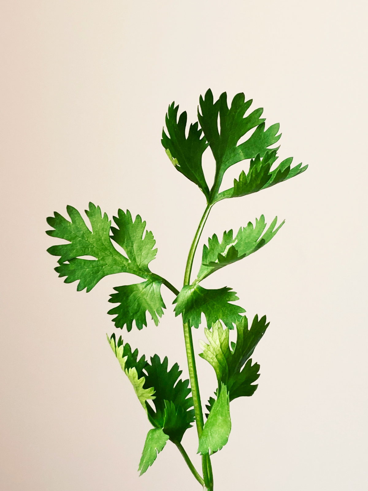 parsley stem