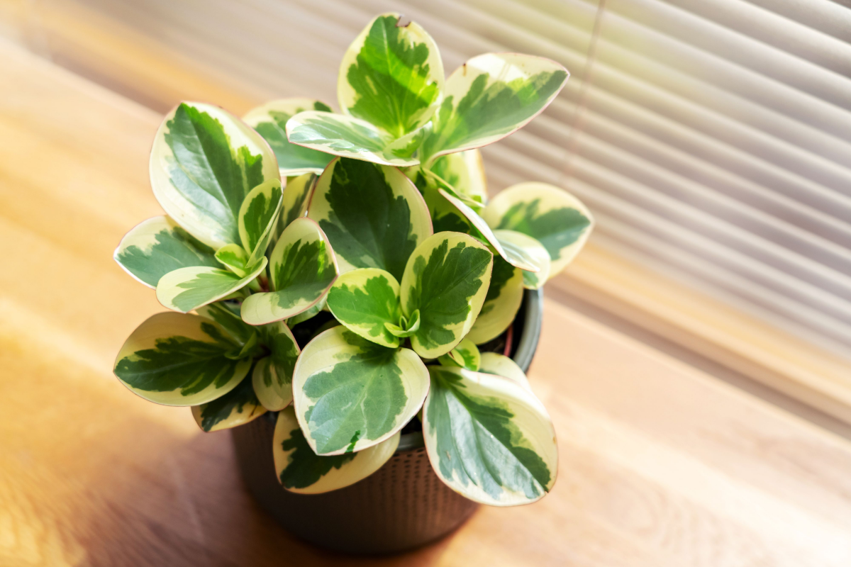 peperomia plant on window