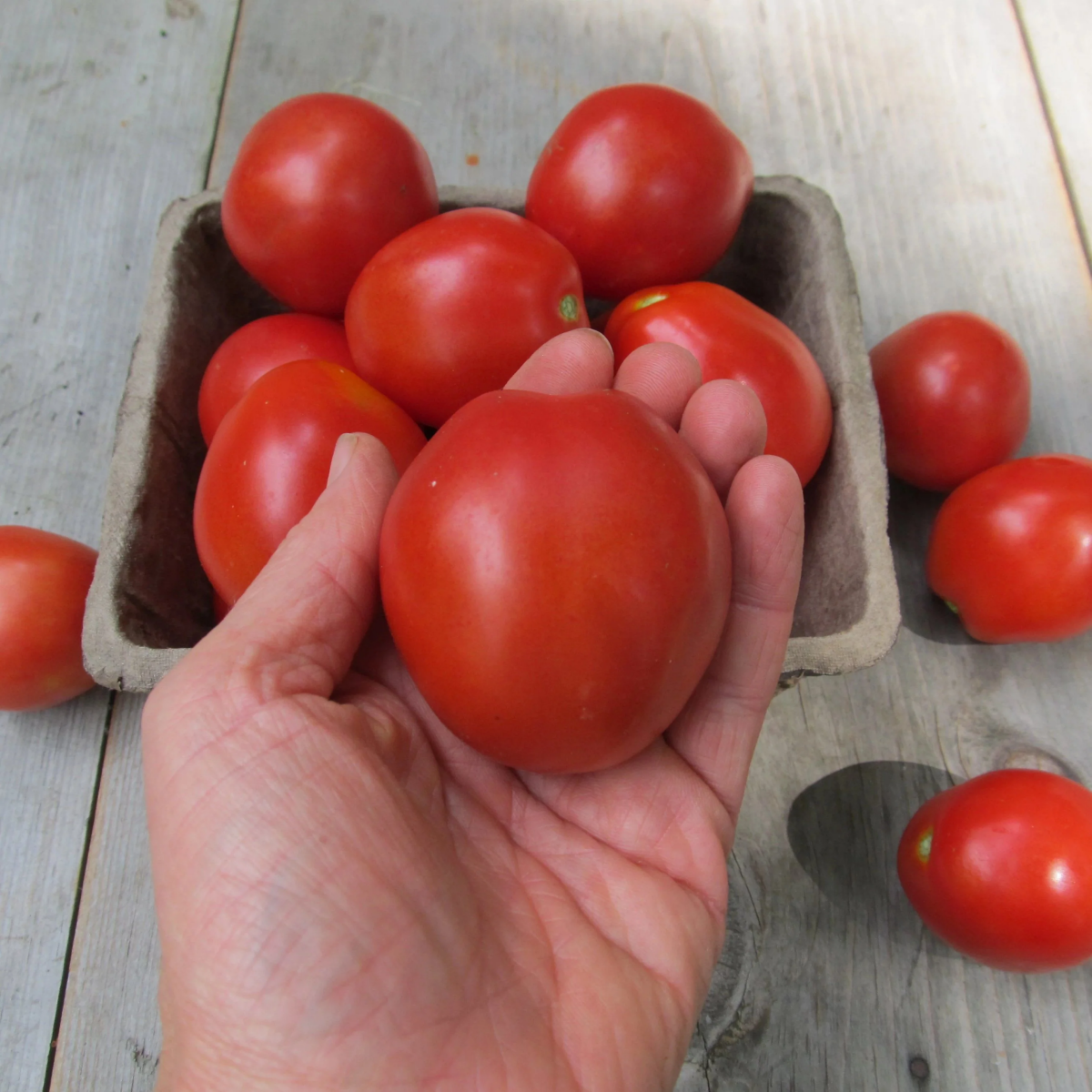 person holding plum tomato 1.19.02 pm