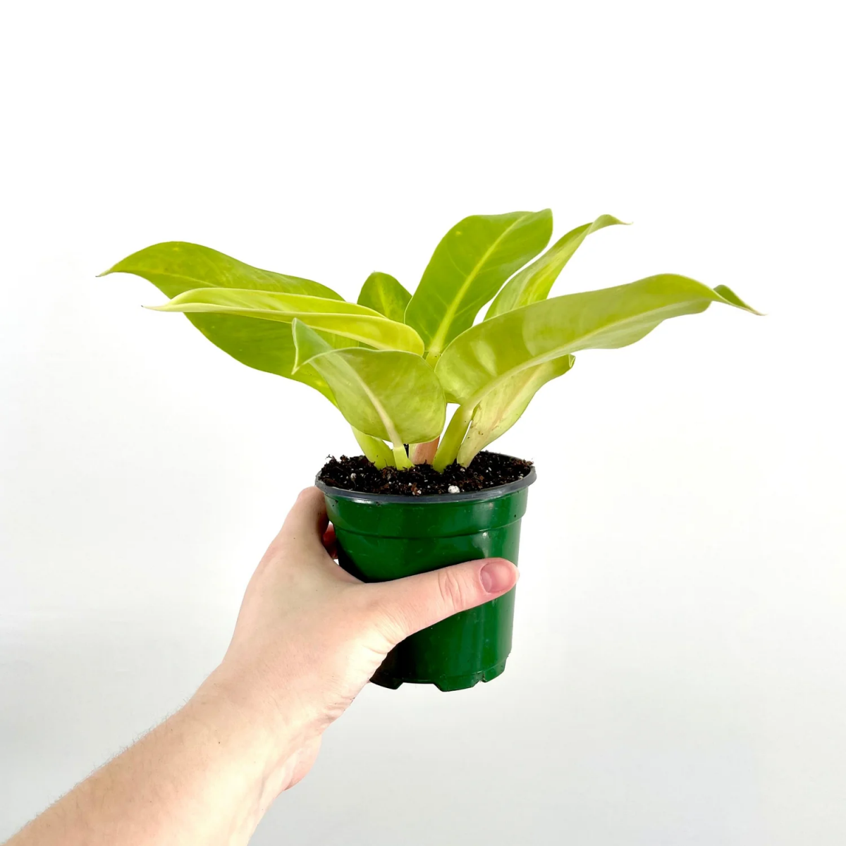 philodendron moonlight plant in green pot