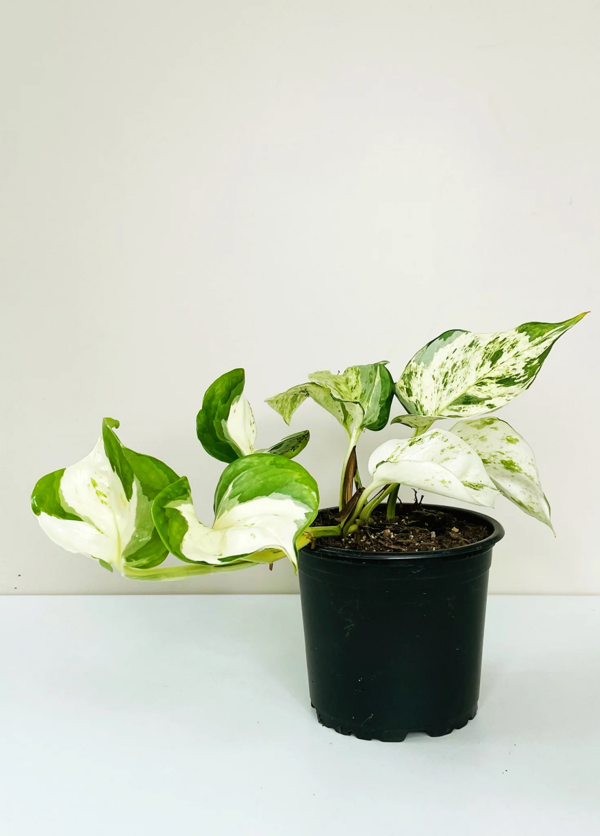 photos manjula plant in pot