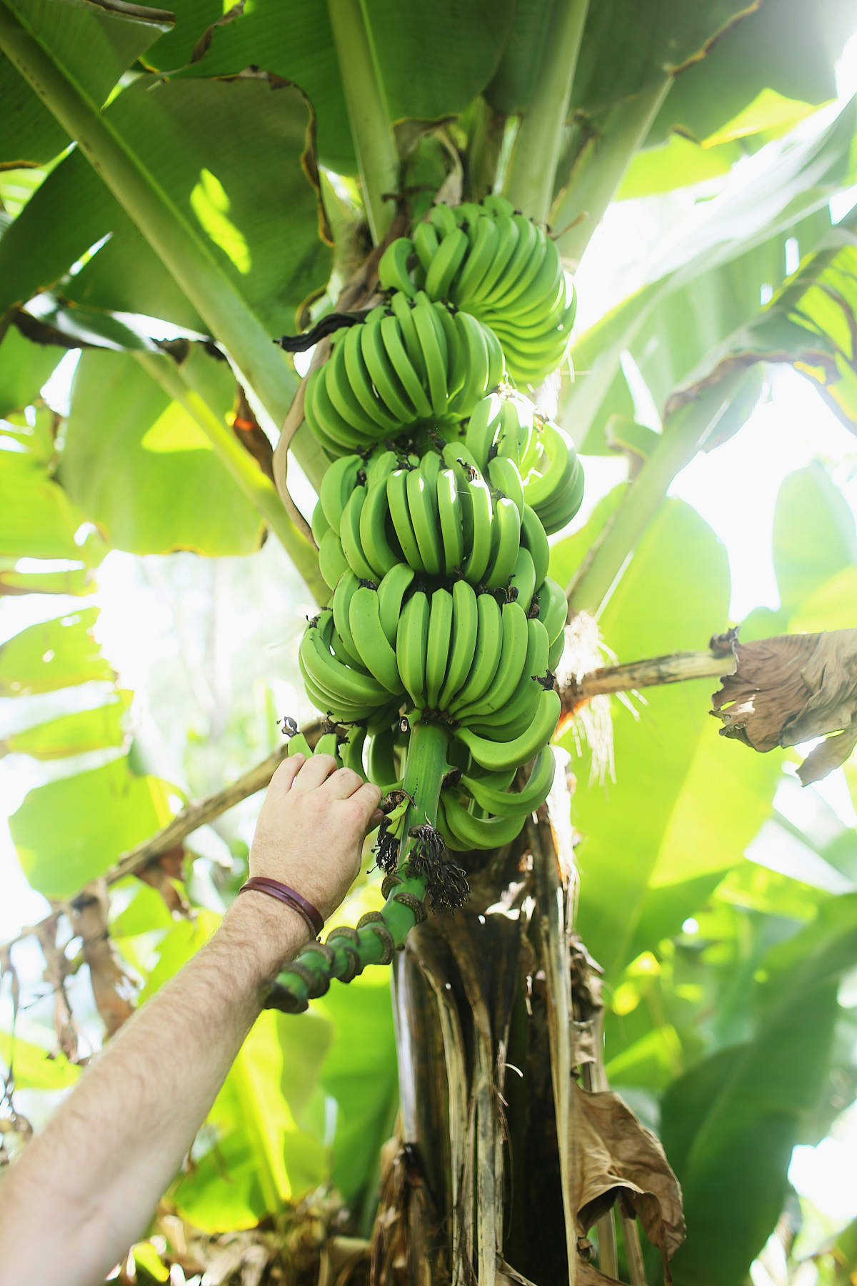 picking green bananas from tree