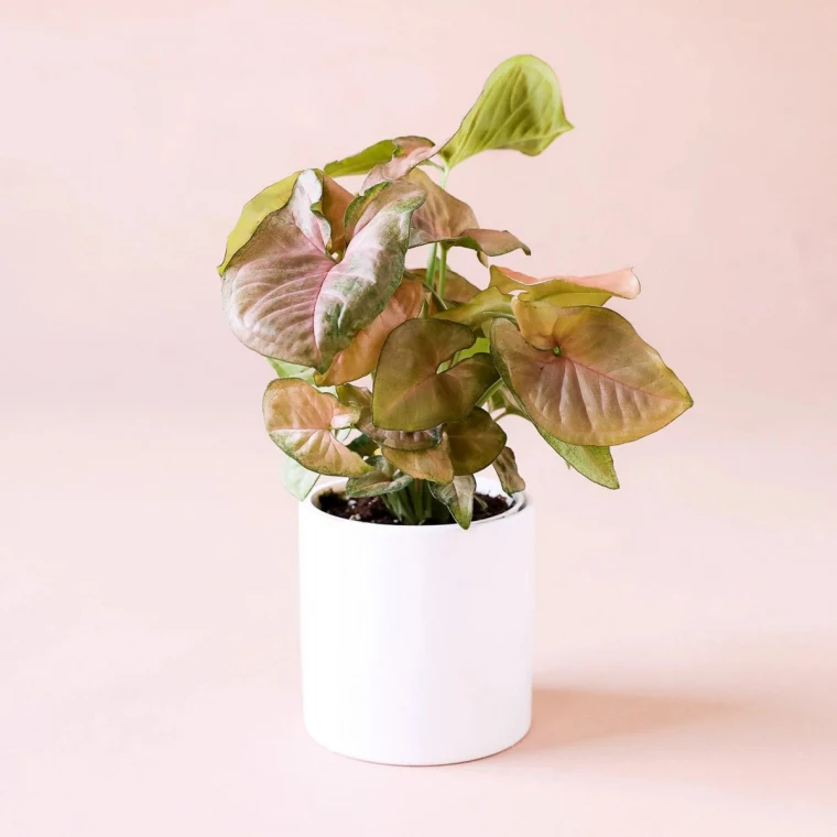 pink arrowhead plant varieties