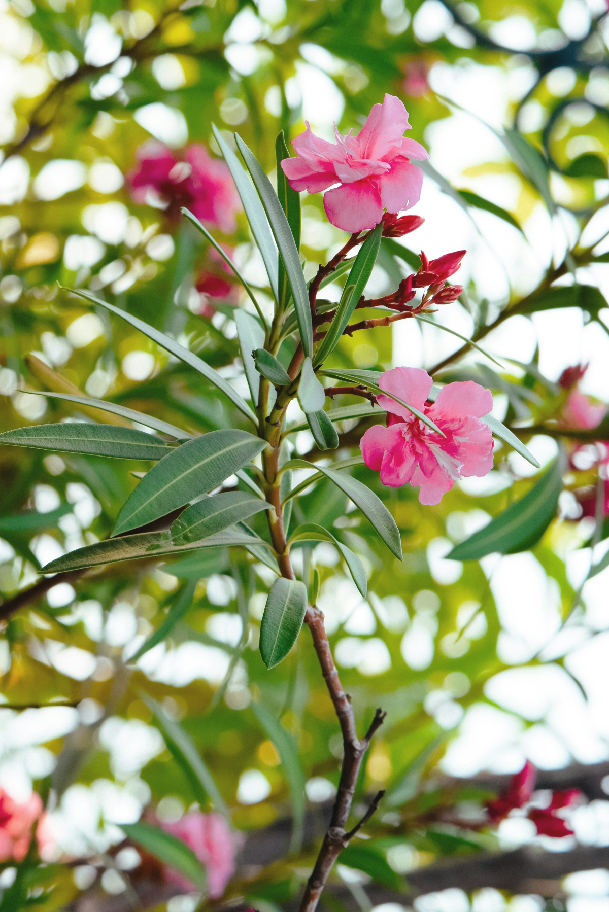 pink oleander in garden