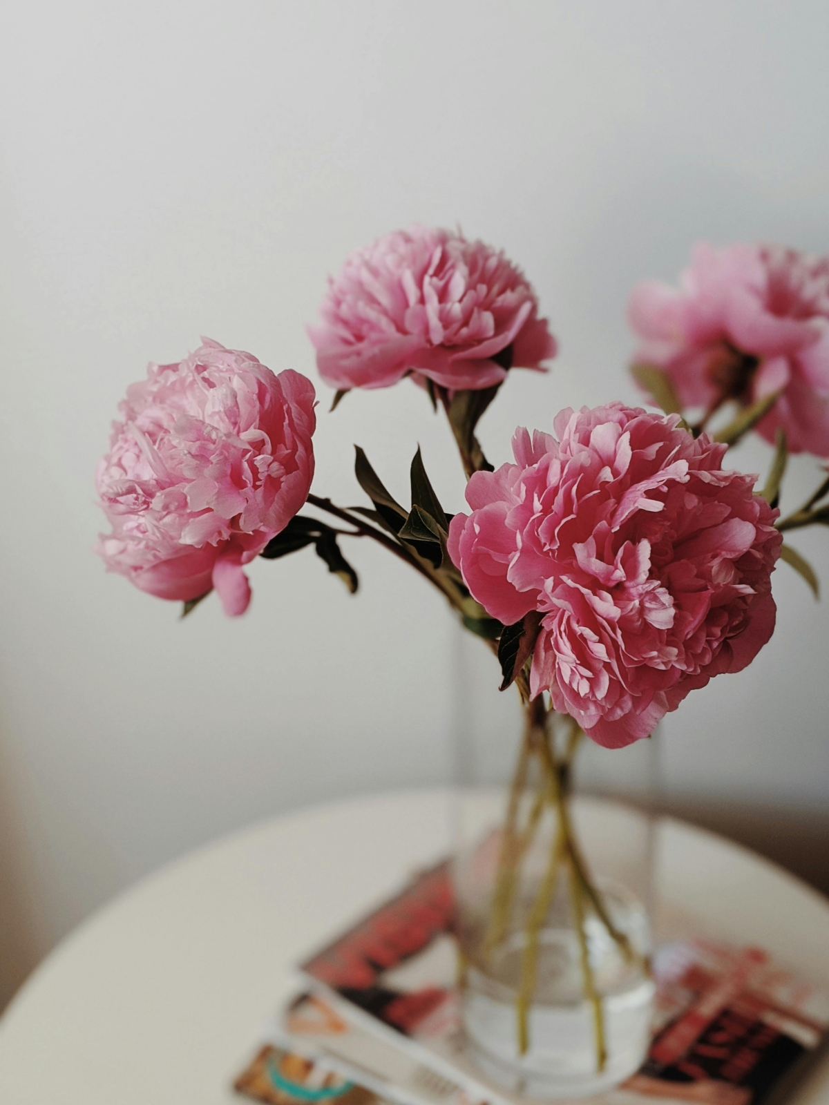 pink peony flowers in vase