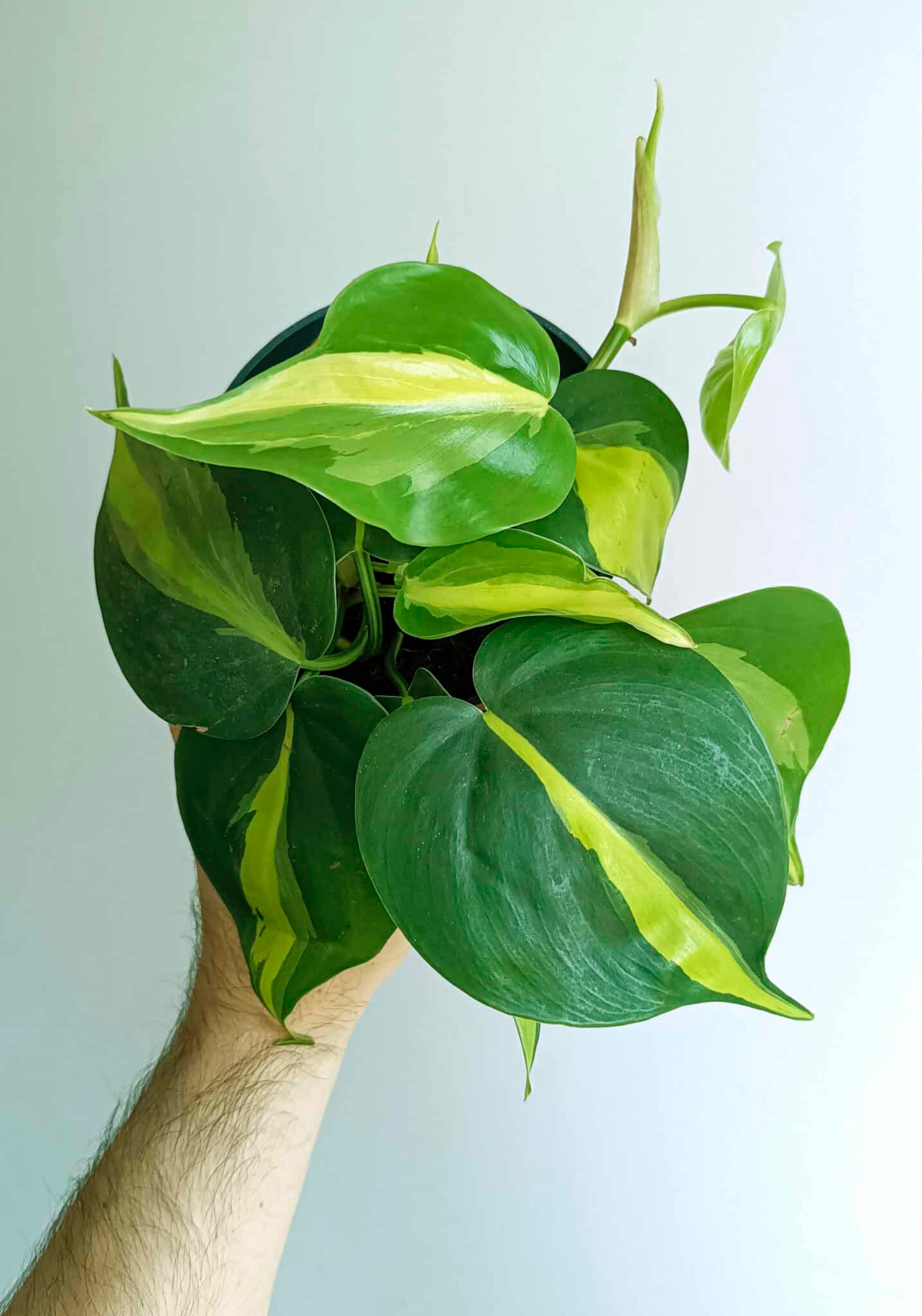 plant philodendron brasil