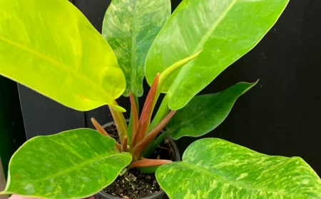 plant philodendron plant moonlight variety