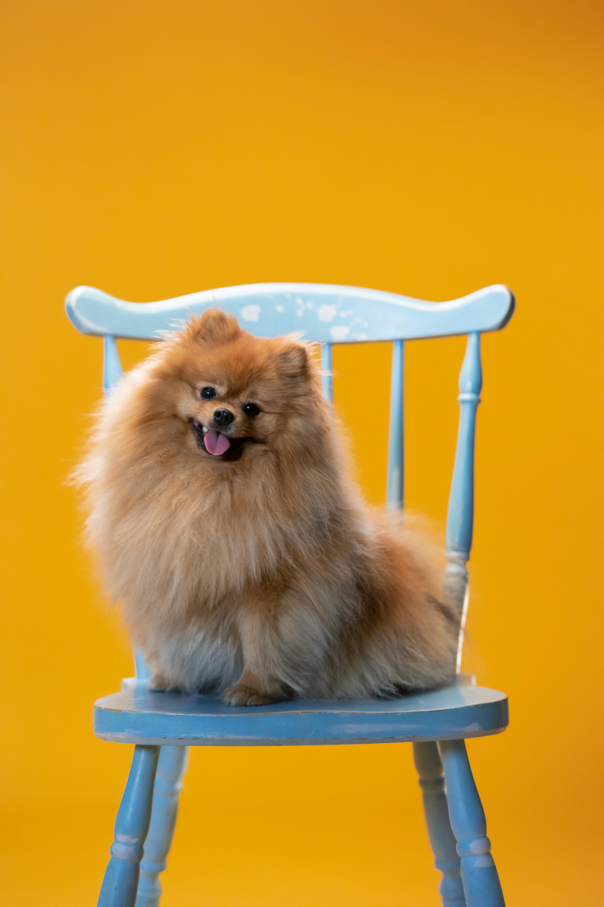 Are Pomeranians Hypoallergenic? Answering 7 Common Questions