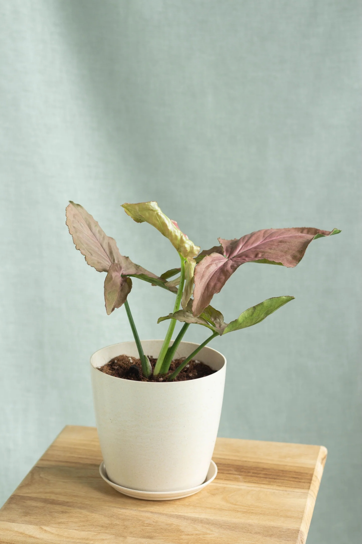 thumbnail image 2 of Confetti Syngonium Starter Plant – Pink Splashed Arrowhead Plant – Ships In Pot! 2 of 6