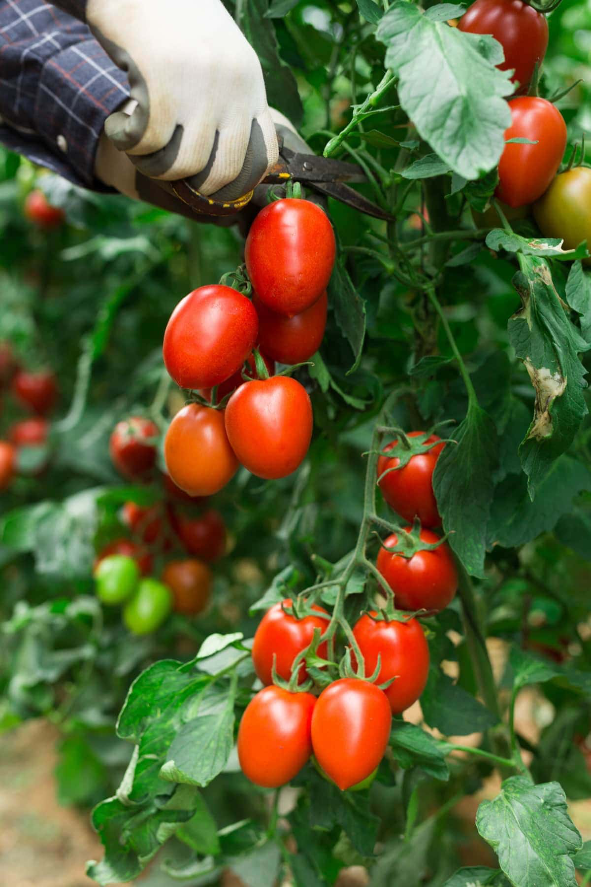 pruning plum tomato plant