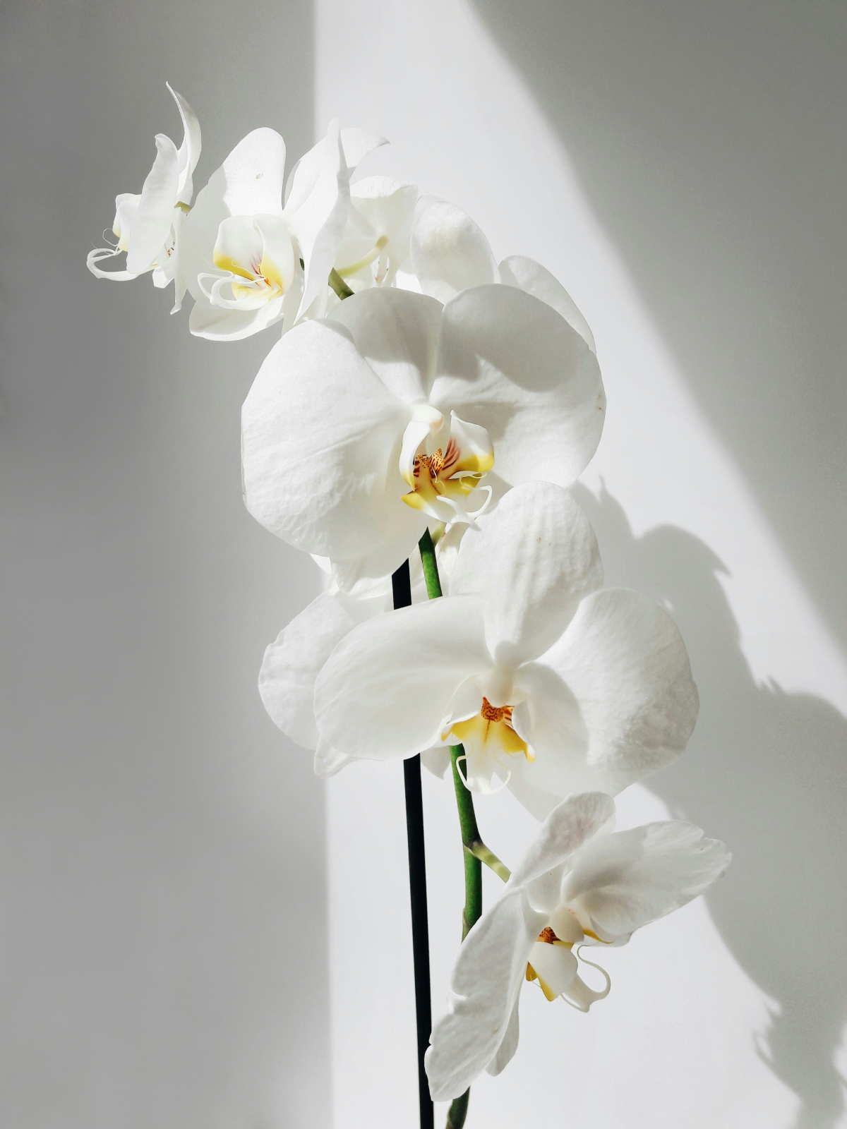 pure white orchid