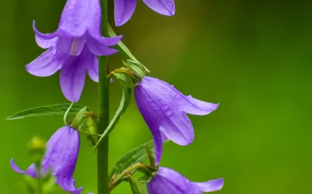 purple bellflower