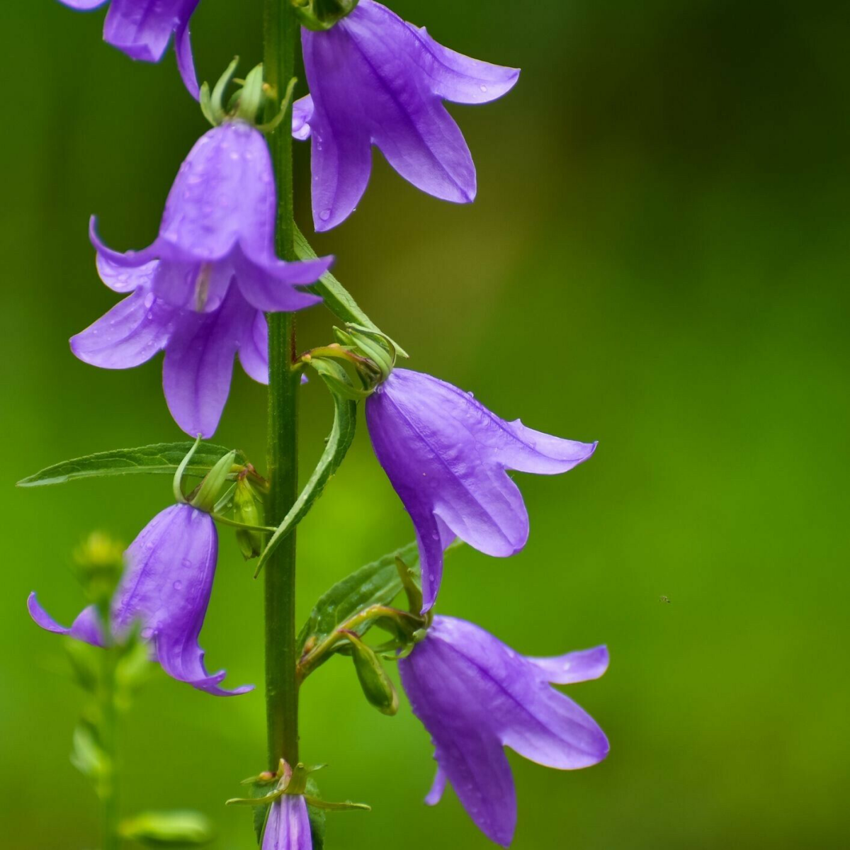 purple bellflower