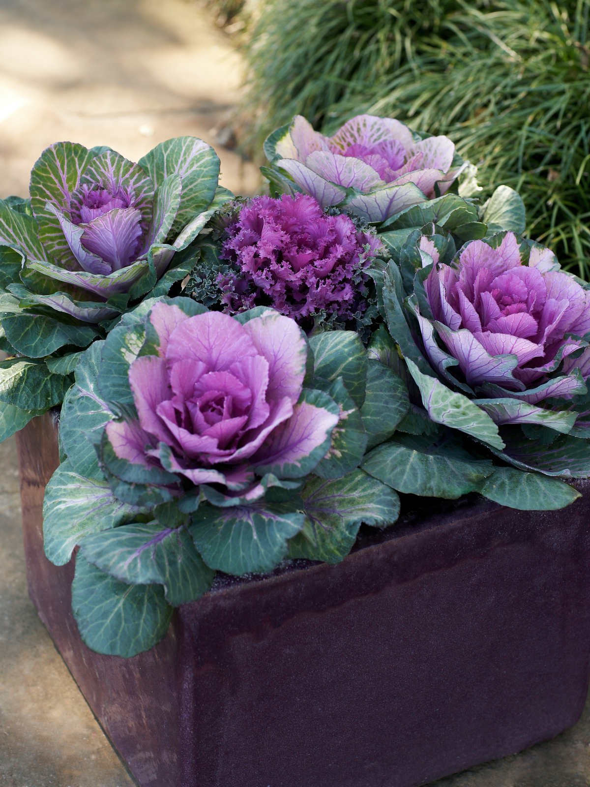 purple ornamental kale
