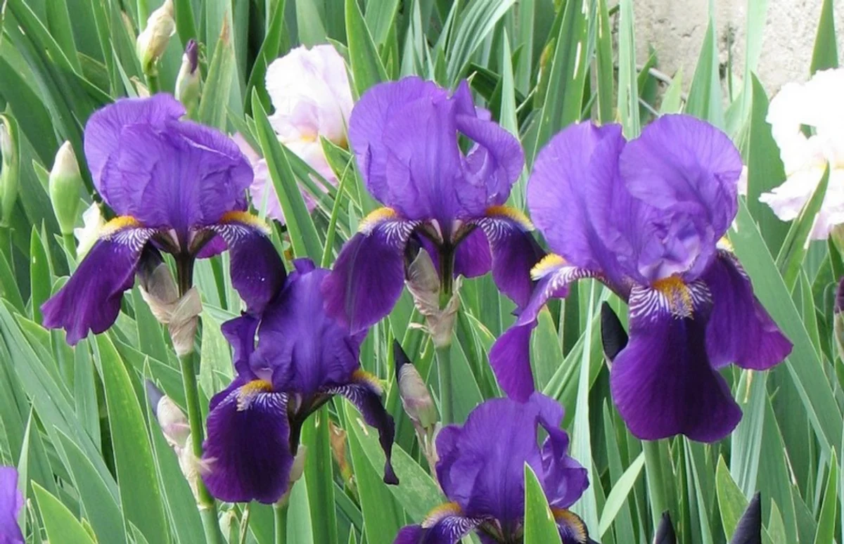 purple plant dark purple bearded iris