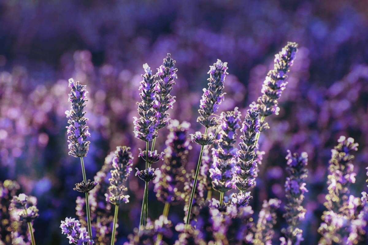 purple plant lavender in the field