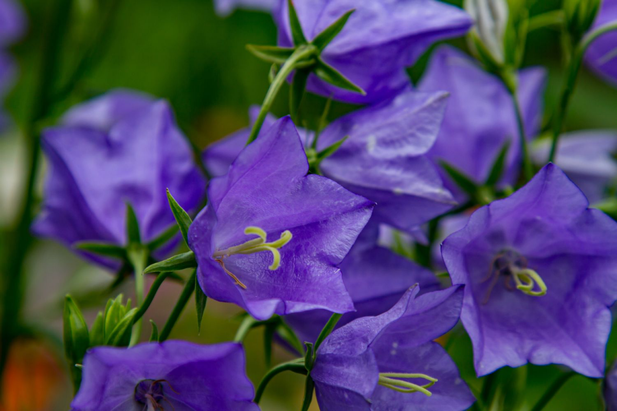purple plant purple bellflower