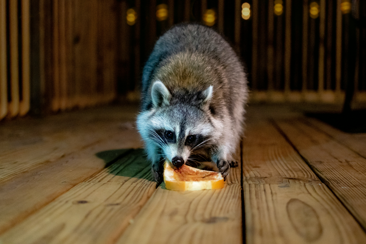 raccoon eating a slice of bread