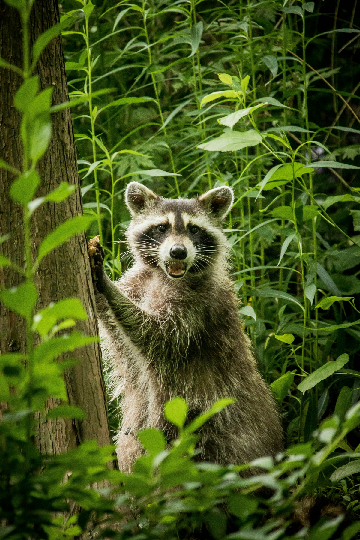 raccoon in nature