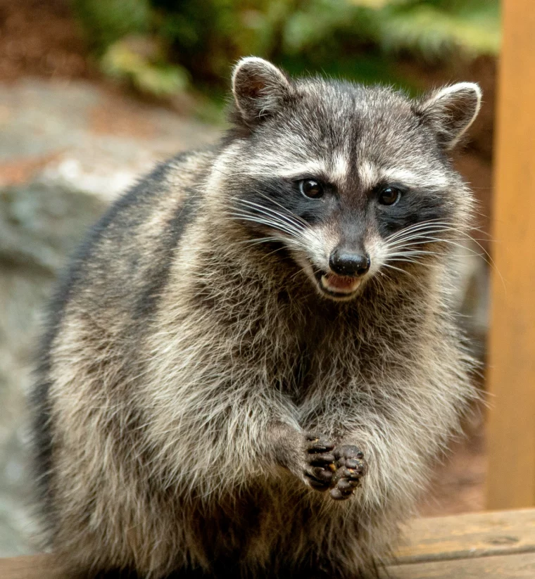 raccoon repellent raccoon up close