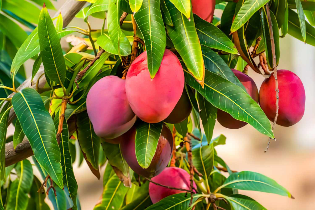 ripe red mangoes on tree