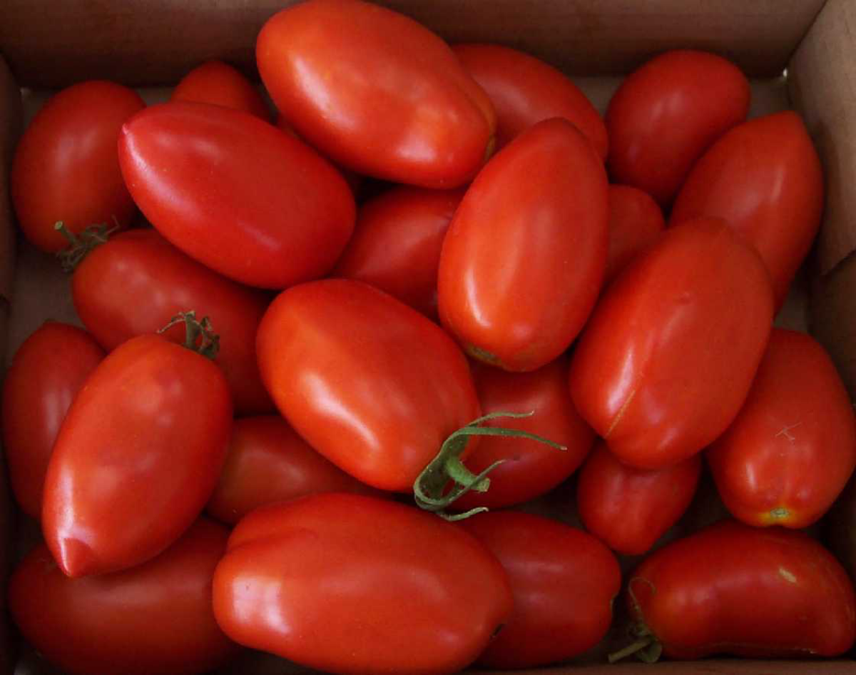 ripe red plum tomatoes