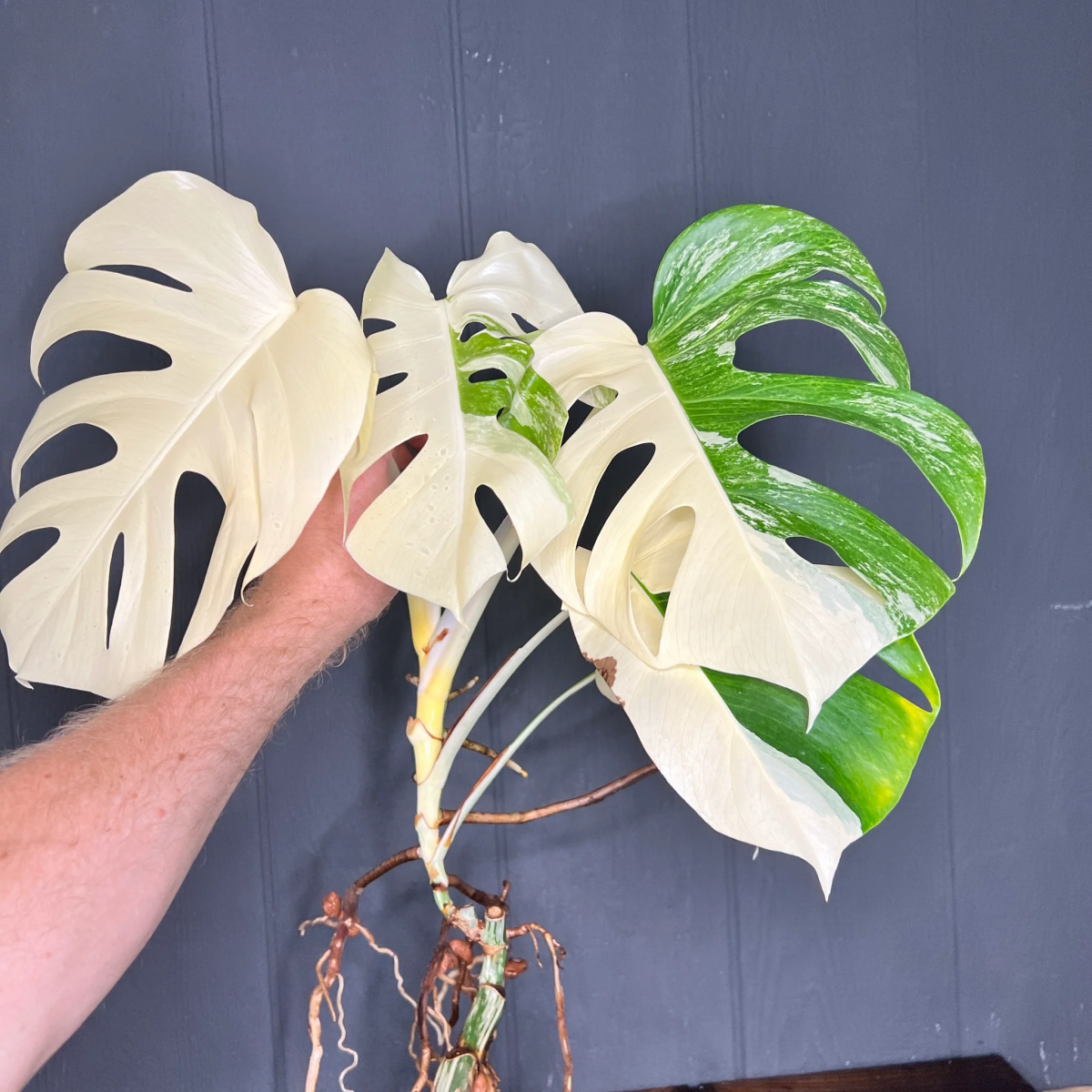 roots of monstera albo