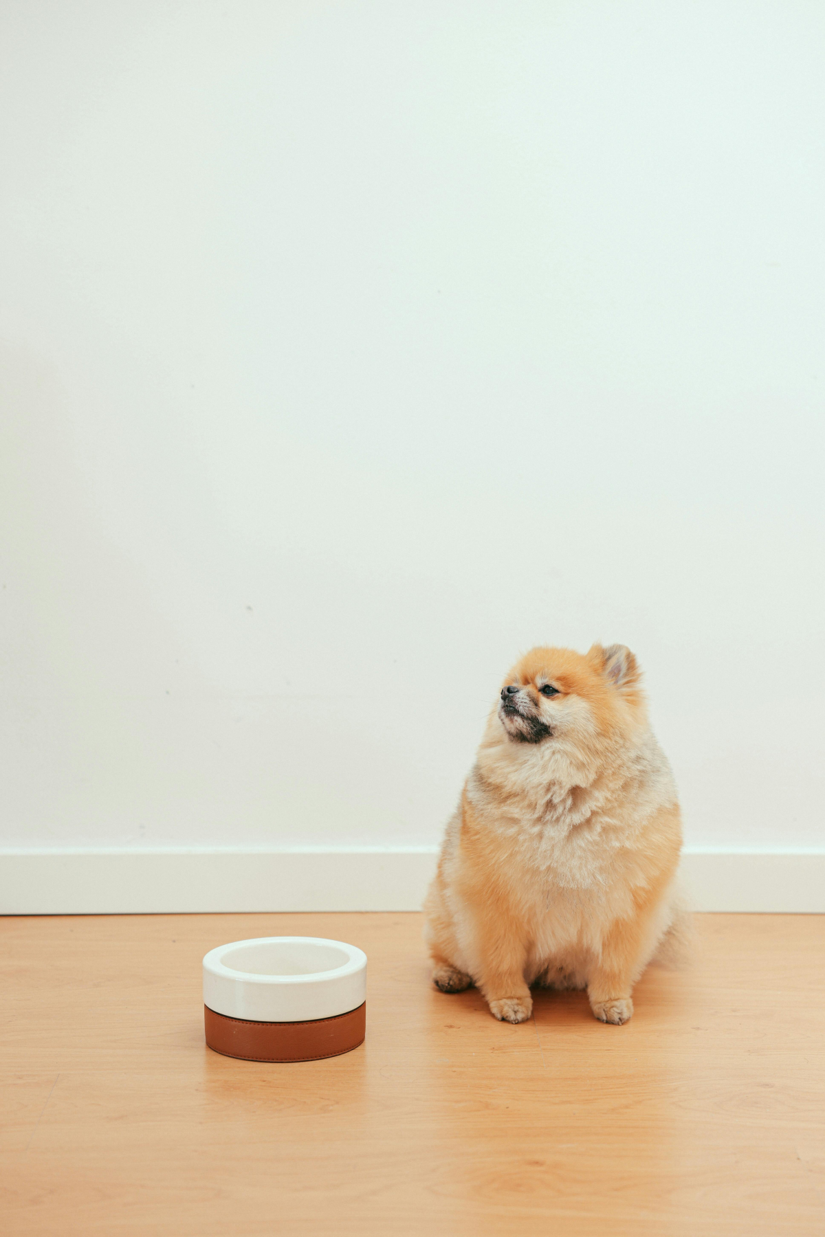 small dog next to food bowl