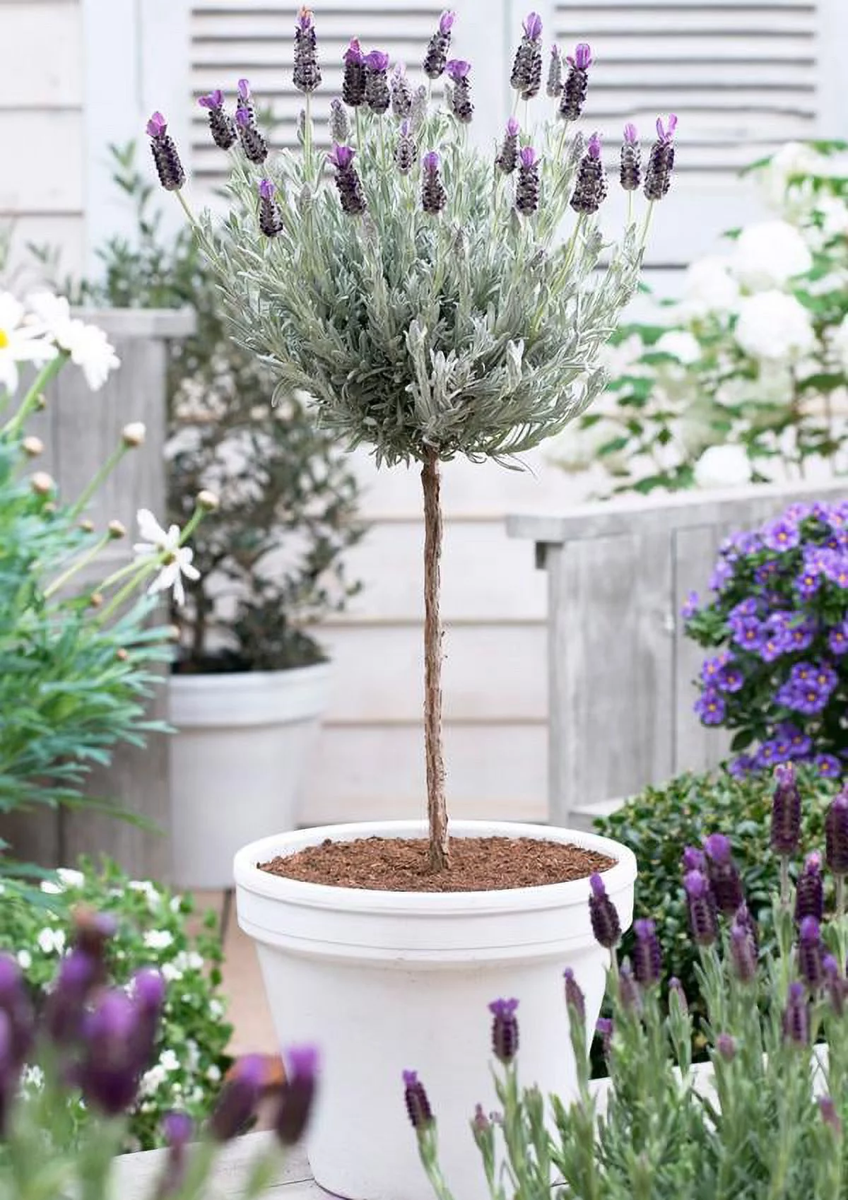 Lavender Tree Care: How To Grow And Nurture This Fragrant Beauty
