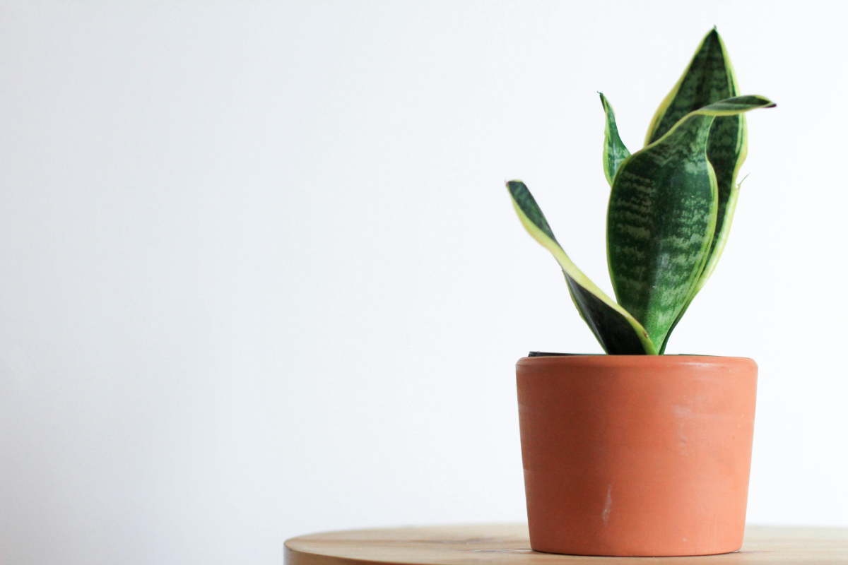 small snake plant