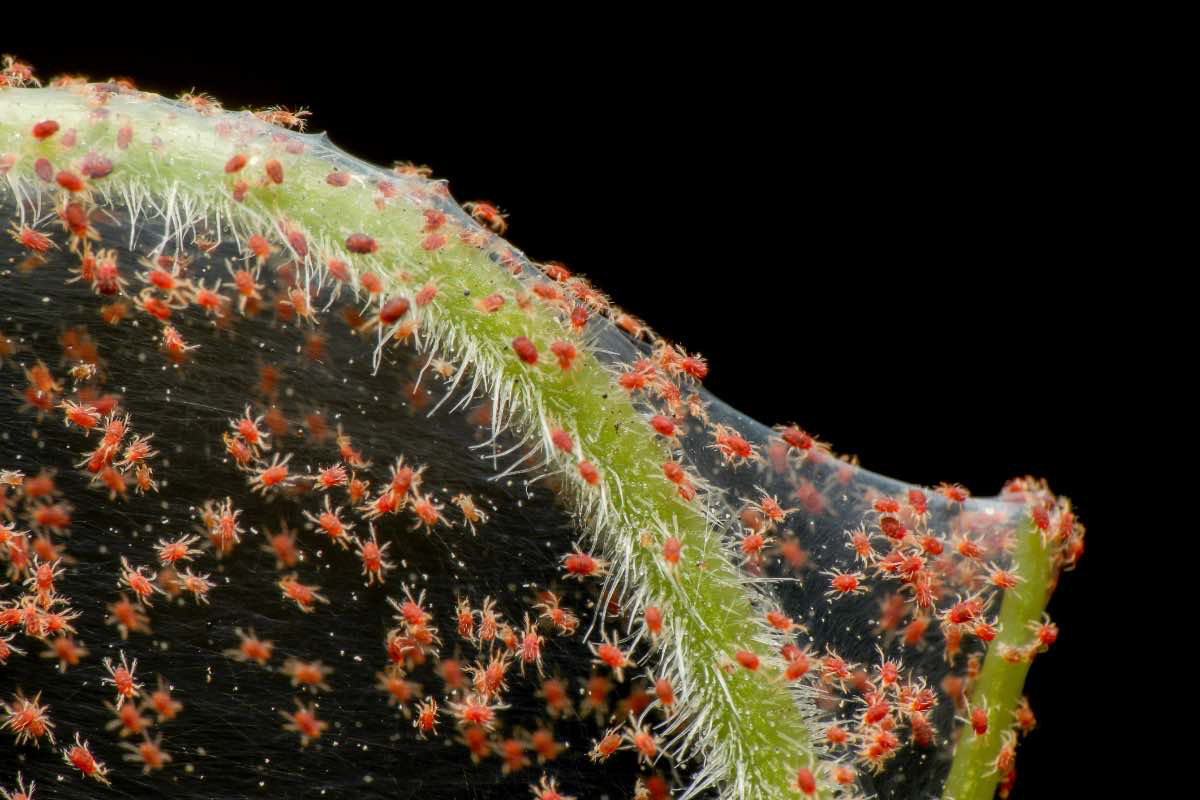 spider mites on plant
