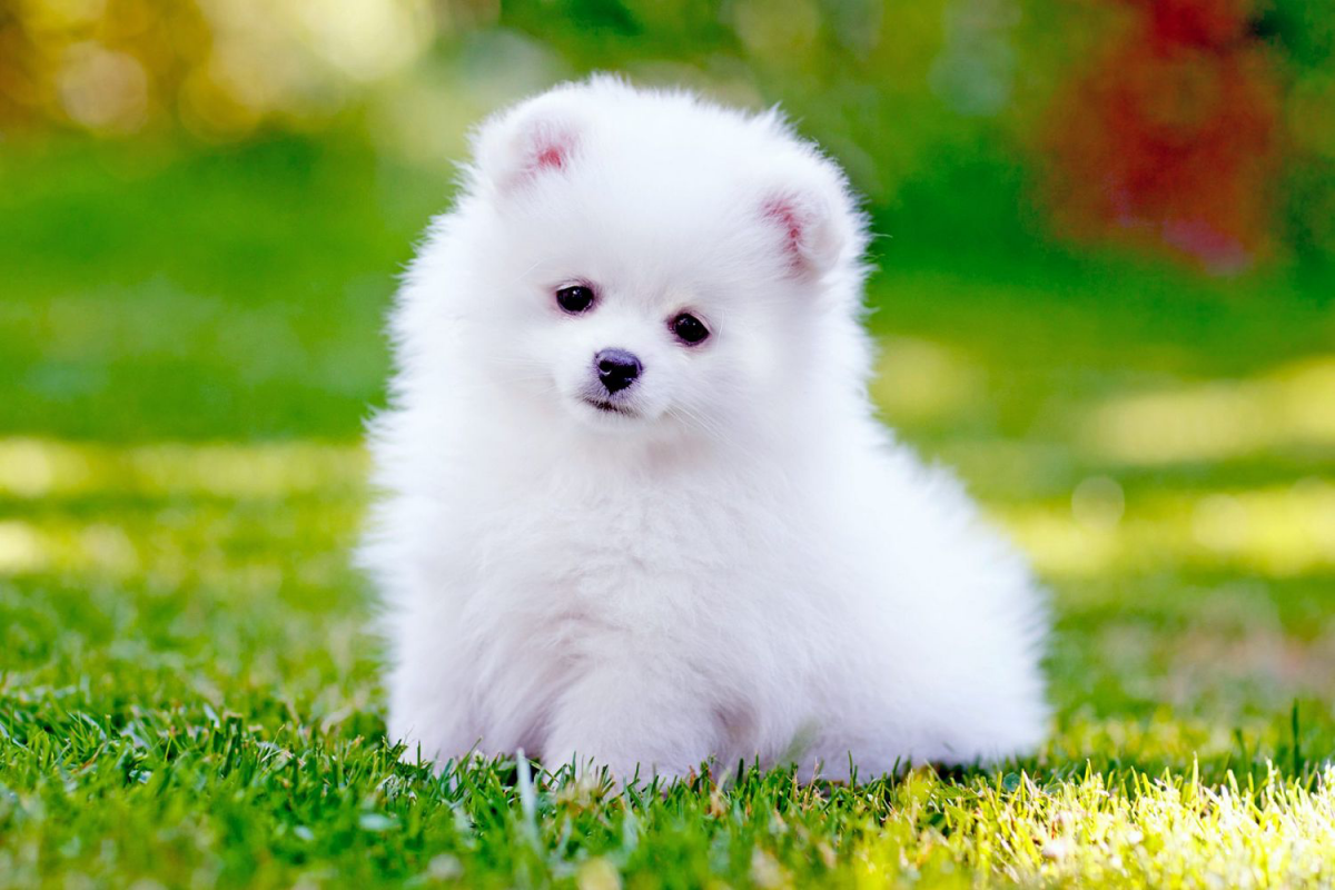 tiny white pomeranian dog