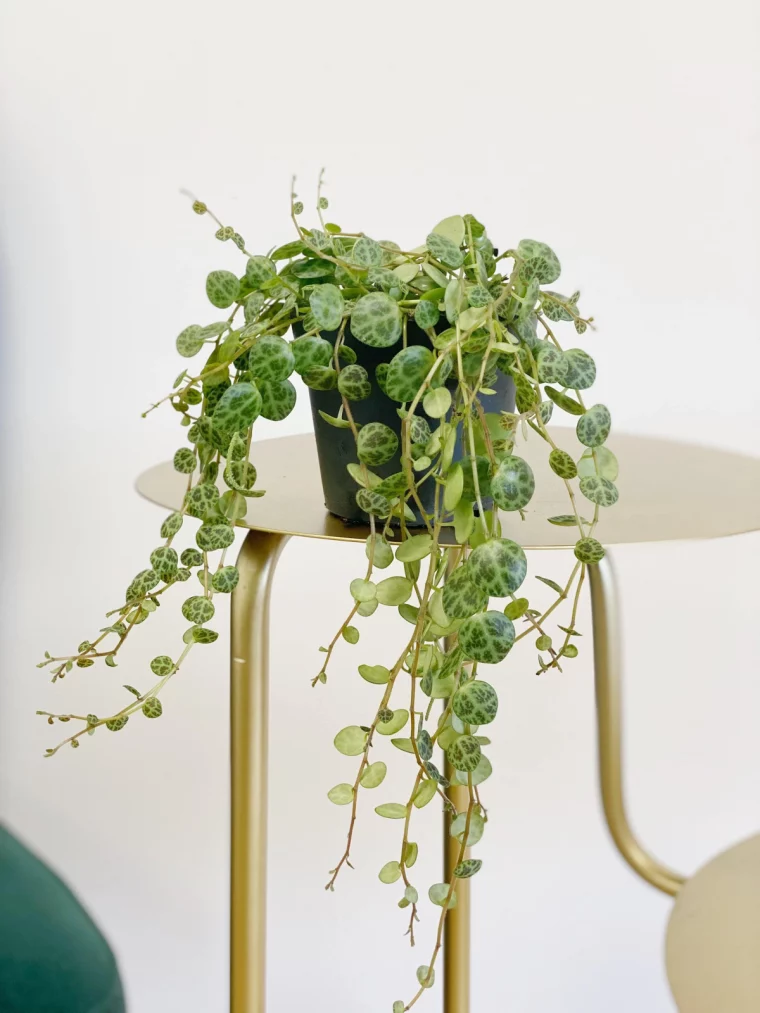 turtle plant on table