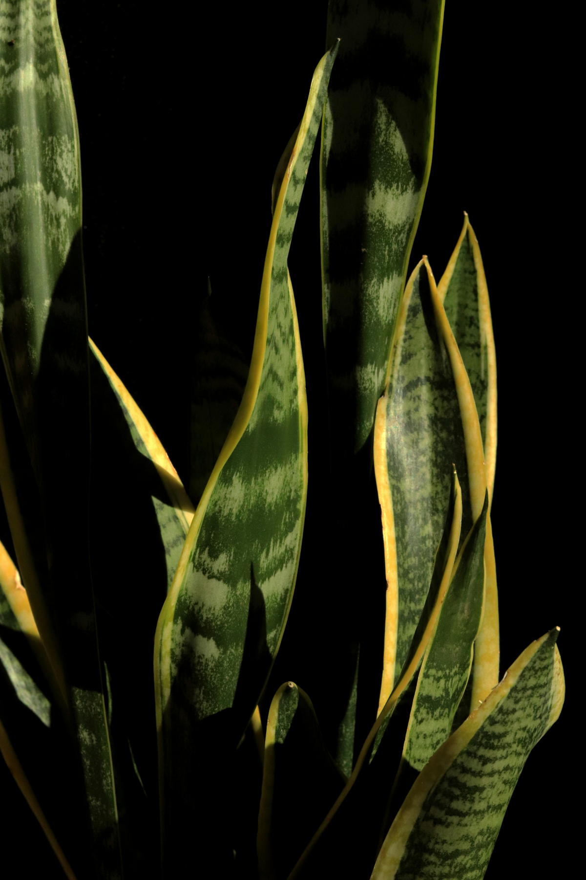 types of snake plants leaves up close