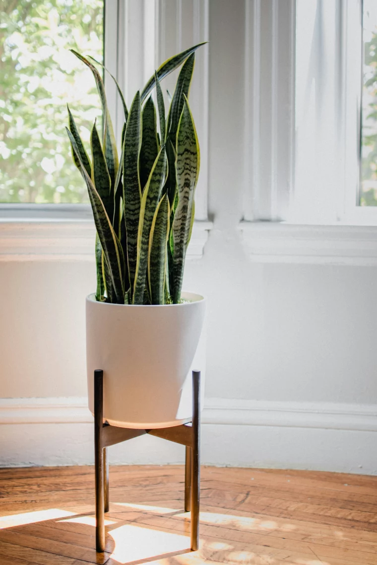 types of snake plants snake plant in white pot