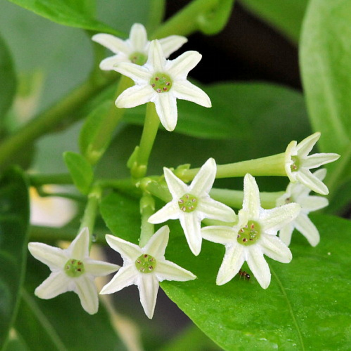 up close flowers from night blooming jasmine