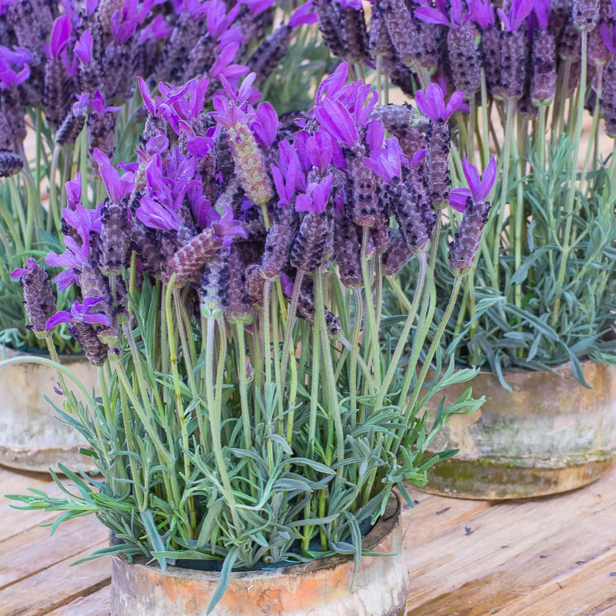 up close lavender plant