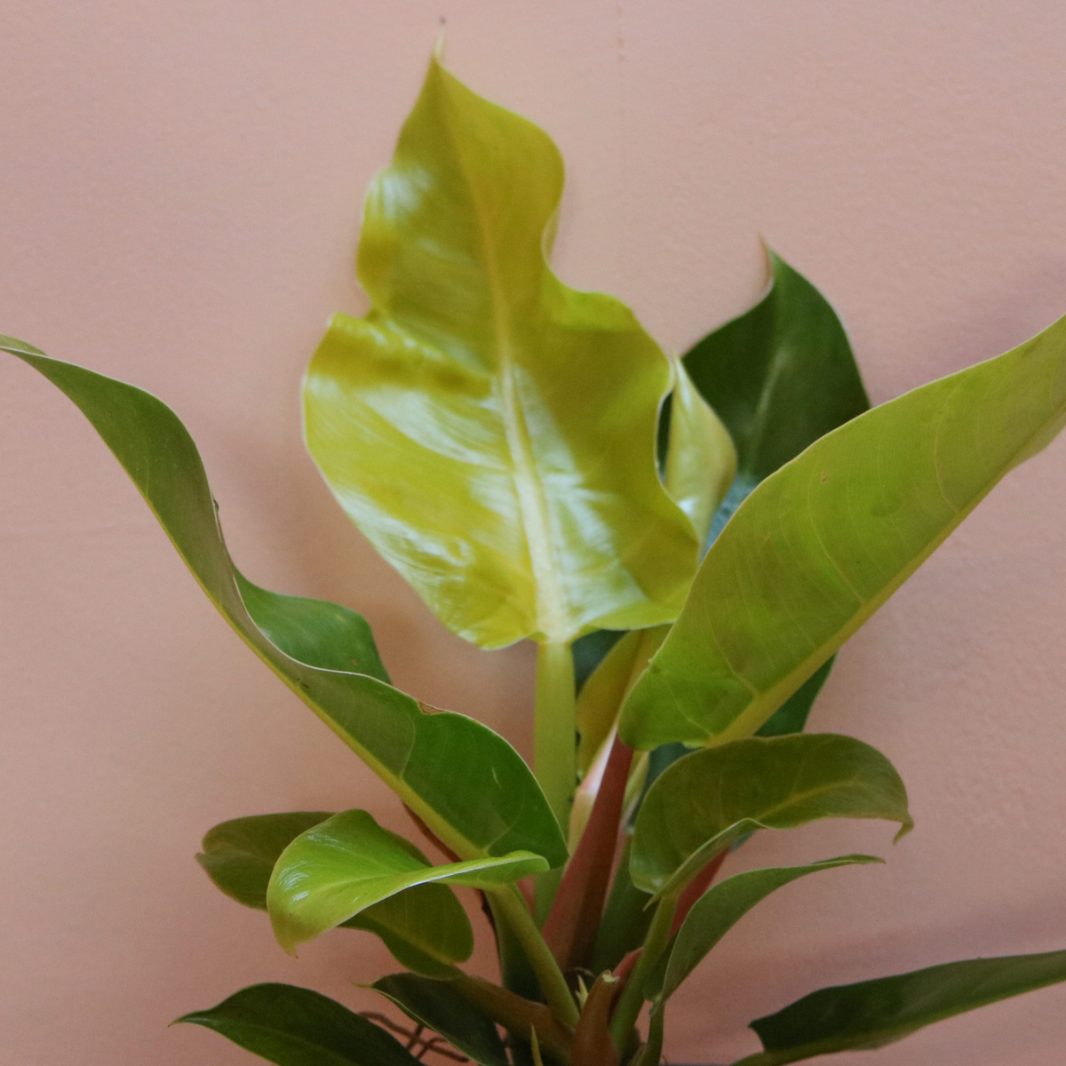 up close leaves of philodendron plant