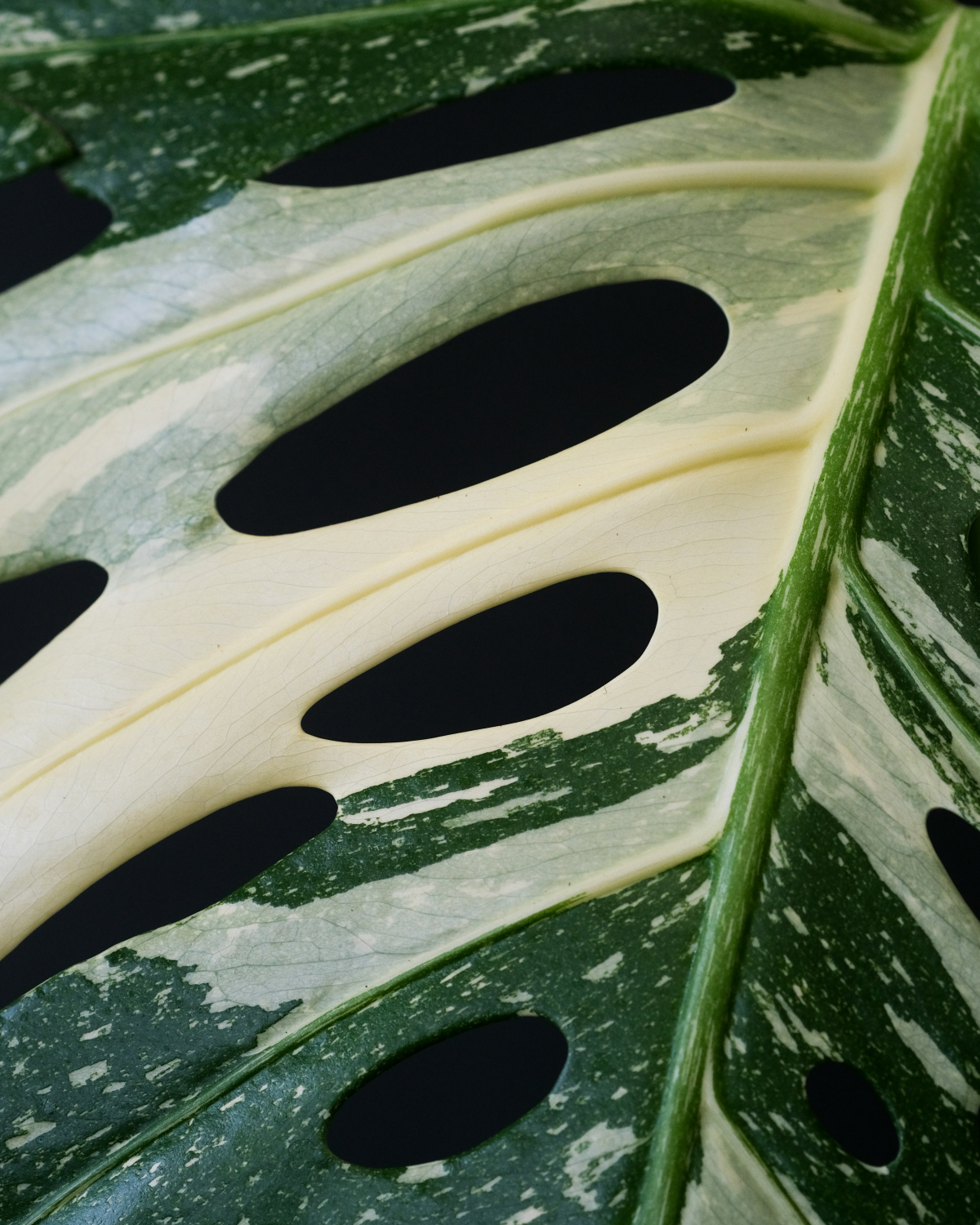 up close monstera albo leaf