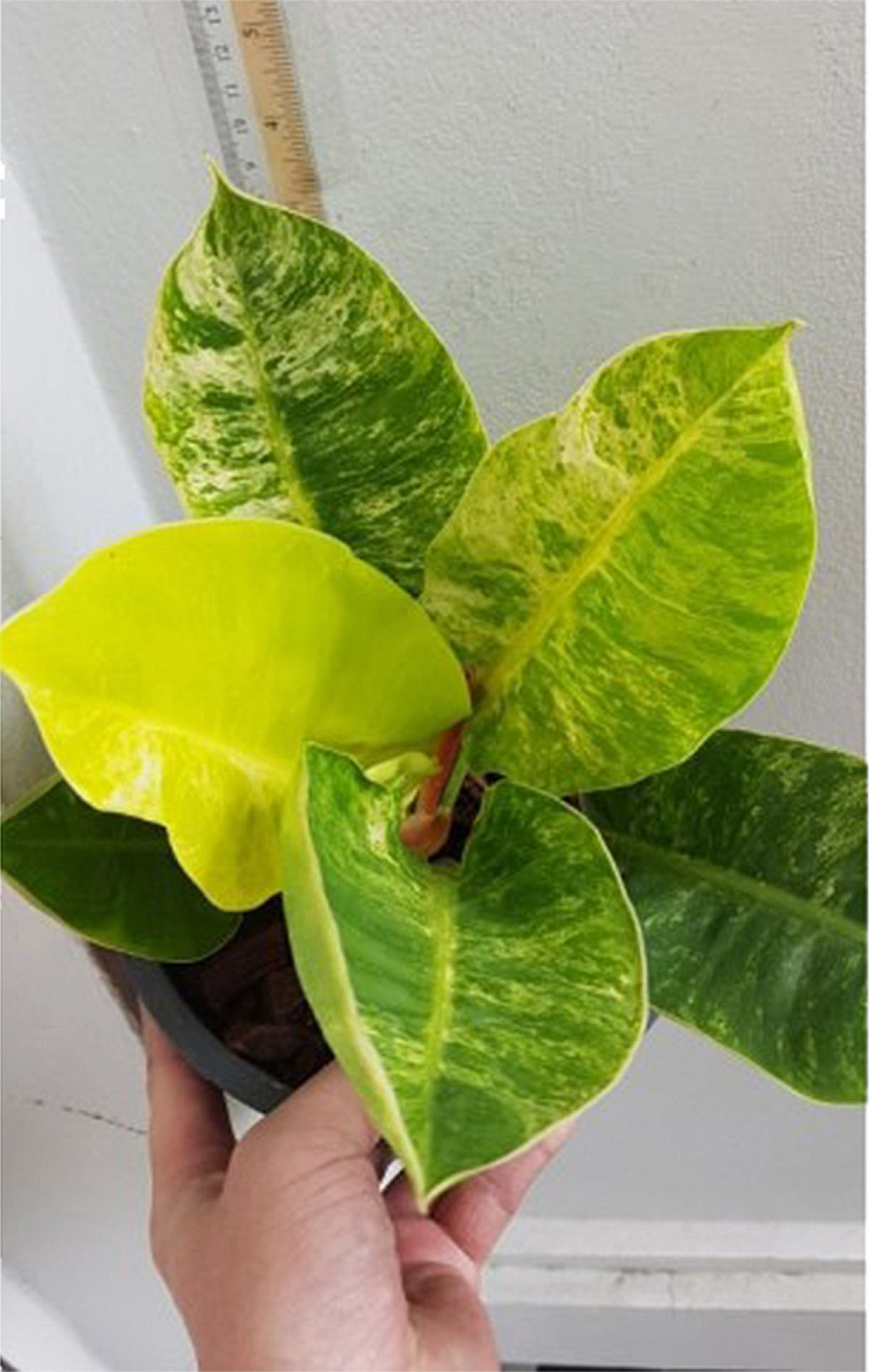 up close philodendron moonlight