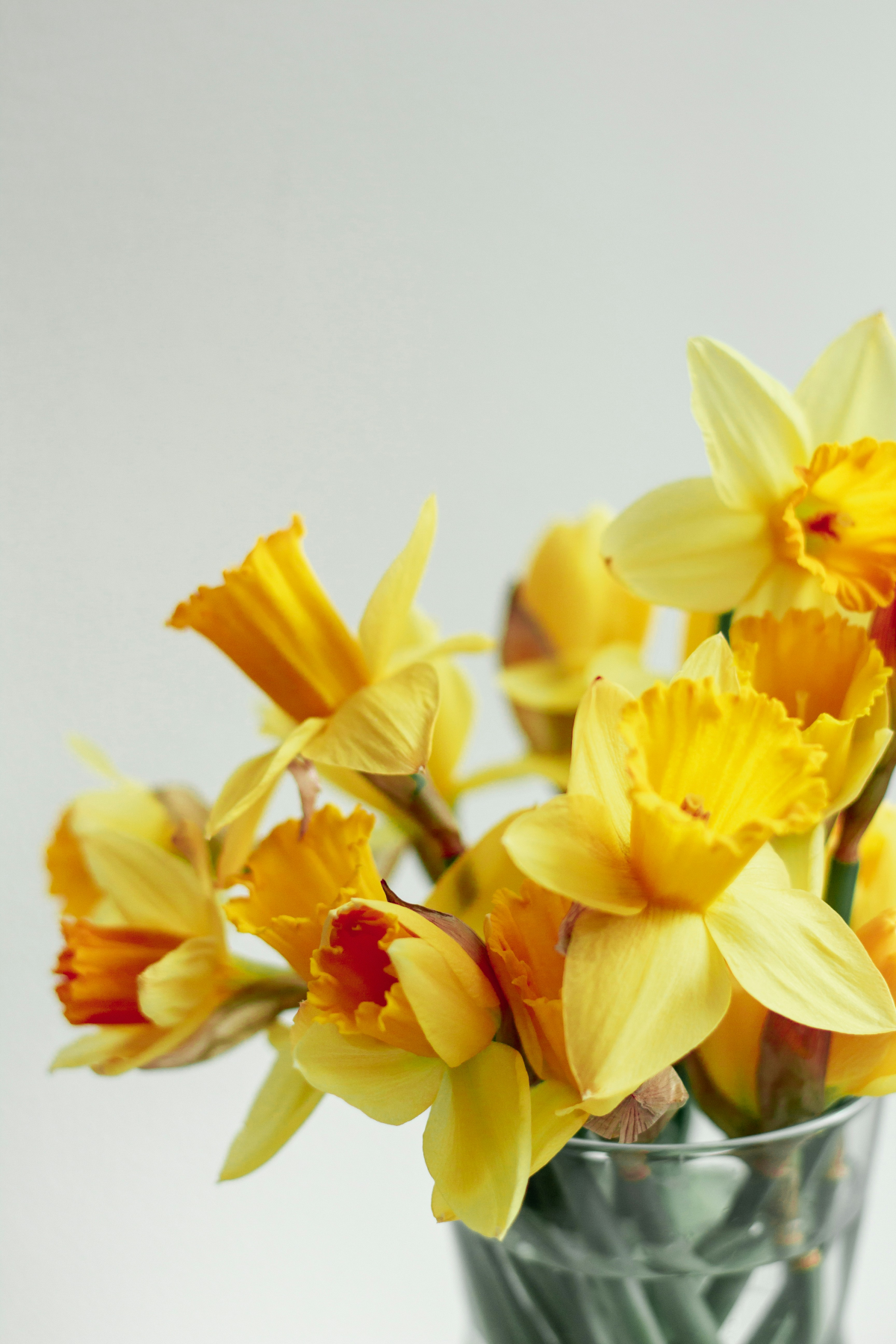 vase full of daffodil