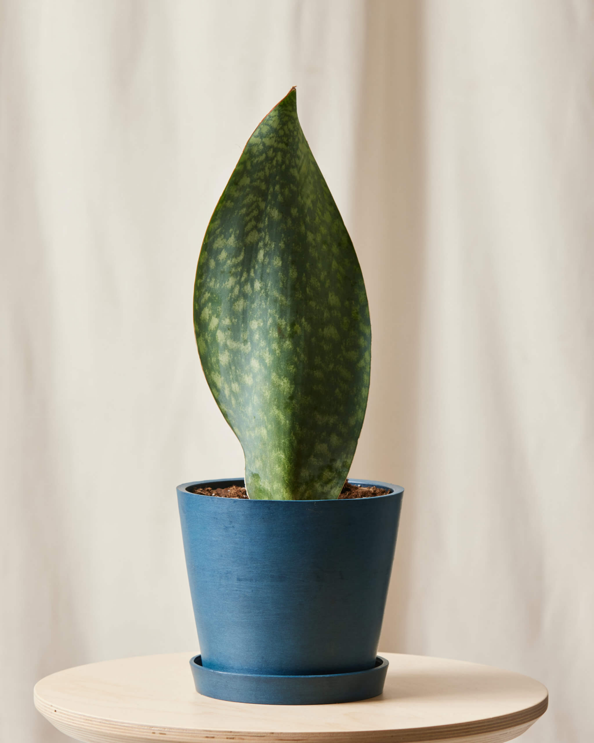 whale fin snake plant