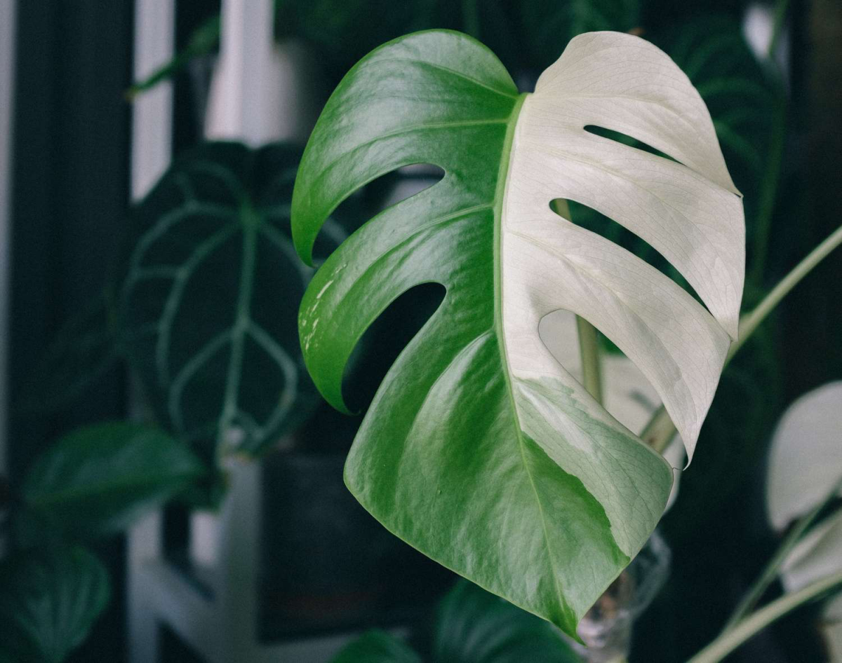 white and green leaf of monstera plant