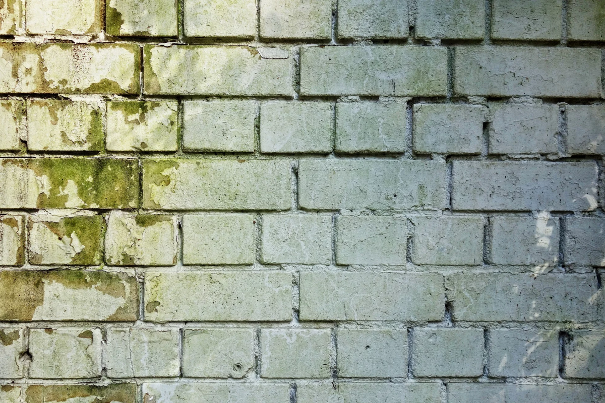 white brick wall with some green mold